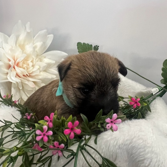 Meet your Posher, Elizabeth - Picture 6 of 16